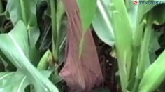 Vrah, ktorý v kukurici znásilnil a zaškrtil Evu, stále behá po slobode