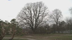 V Prešovskom kraji sa v poslednej chvíli podarilo zachrániť vzácne 200-ročné stromy