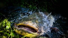 FOTO: V jazere v Bavorsku na plavcov útočia obrovské sumce, toho najagresívnejšieho museli zastreliť