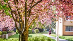 Modely ukázali, ako by mohla vyzerať tohtoročná jar. Predpoveď vás zrejme poteší