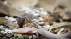 Slepý obojživelník žijúci v jaskyni sa nepohol z miesta už sedem rokov