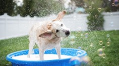 Pozor na vysoké teploty. Ako ochladiť prehriate byty, interiéry a domácich miláčikov?