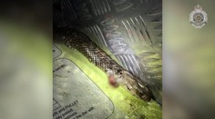 Muža v aute napadol jedovatý had. Počas jazdy bojoval o život