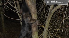 Otrasné a nepochopiteľné. Muž na juhu Slovenska obesil vlastného psa