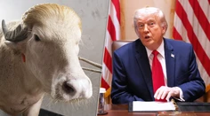 FOTO+VIDEO: Byvol, ktorý sa podobá na Donalda Trumpa, ušiel spod noža. Zachránila ho internetová sláva aj miestna vláda
