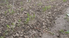 Vyzerá to, že stará pranostika tento rok vyjde. Kým poľnohospodári sa tešia, záhradkárov to už nebaví