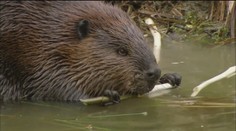 Obyvateľov Levíc prekvapila nezvyčajná návšteva. Bobor sa premával po centre mesta