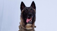 Trump zverejnil fotografiu armádneho psa zraneného pri operácii proti Baghdádímu