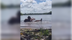 VIDEO: Desivý útok najväčšieho hlodavca sveta. Rozzúrená kapybara začala topiť ženu, išla jej po hlave