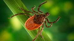 Kliešťa treba vyberať pinzetou. Bez vaty, oleja a mydla