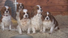 Z množiarne zobrali vyše 800 psov. Liečba stála desaťtisíce, kto to zaplatí?