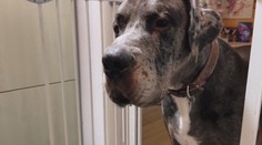 Šteňa nemeckej dogy má 90 kíl a môže sa stať najväčším psom na svete. Denne zhltne neuveriteľné množstvo mäsa