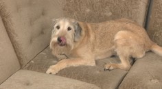 Dva roky žil v útulku a dnes je z neho odborník na ploštice. Pozrite sa, ako Kasper vyhľadáva otravný hmyz