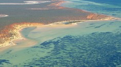 Pri pobreží Austrálie objavili najväčšiu rastlinu sveta. Rozkladá sa na ploche trikrát väčšej ako Manhattan