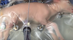 Nahradí matky technológia? Vedci vytvorili umelú maternicu a donosili v nej jahňa