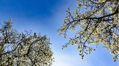 Do soboty si užite postupné otepľovanie, v nedeľu sa radikálne zmení počasie