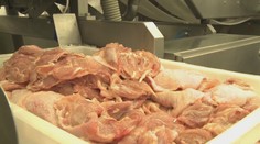 Odhalili ďalšie prípady salmonelózy na Slovensku