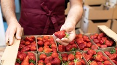 Jahody sú mimoriadne náchylné na pesticídy. Jednoduchým testom zistíte, či sú vhodné na jedenie