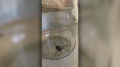 Keď Juraj volal na políciu s tým, že má doma jedovatú čiernu vdovu, robili si z neho srandu