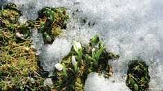 Pozrite sa, ako ďaleko od južných oblastí už zakvitli snežienky