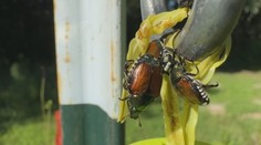 Nebezpečný chrobák z Ázie desí Európu. Dokáže spôsobiť miliardové škody na úrode