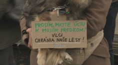 Masívny odpor voči zámeru obnoviť kvótový lov vlka. Zásadnú pripomienku má aj ministerstvo vnútra