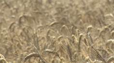 Poľnohospodári zožnú viac pšenice, ako sa očakávalo. Malo by sa to prejaviť na cenách v pekárňach