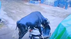 VIDEO: Priemyselná kamera zachytila bizarnú scénu. Zatúlaný býk nasadol na skúter a vydal sa na divokú jazdu