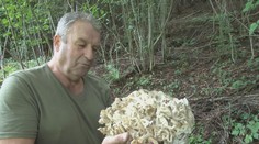 Po suchotách hotový raj. Hubári sa dočkali a z lesa sa vracajú s plnými košíkmi