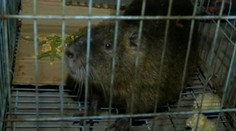 Chytili obrovského päťkilového potkana. Stal sa veľkou atrakciou