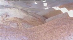 Farmári zúria. Ukrajinské obilie sa k nám dostáva vo vlakoch a stláča ceny dole