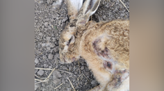 Na západe Slovenska sa objavilo nebezpečné ochorenie. Vírus je smrtiaci pre zajace