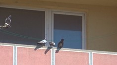 Susedia sú bezradní. V jednom byte chová majiteľ mačky, psov a na balkóne sa mu zbiehajú holuby