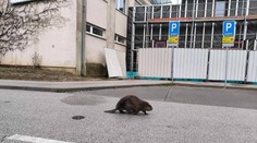 VIDEO: Košičanov vystrašil na zastávke MHD bobor. Prechádzal sa pomedzi ľudí čakajúcich na spoj