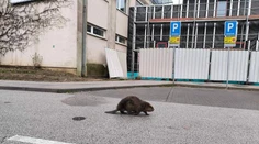 VIDEO: Košičanov vystrašil na zastávke MHD bobor. Prechádzal sa pomedzi ľudí čakajúcich na spoj