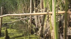 Dubničania stále nevedia, čo im pláva v rybníku. Dvaja rybári vraj hadovi pozerali priamo do očí