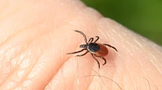 Pozor na kliešte! Choroba, ktorú prenášajú, najviac vyčíňa v našom regióne. Títo ľudia musia byť v strehu