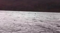 Lochneská príšera konečne na videu?