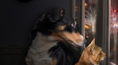 S veterinárom o zvieratách počas silvestrovskej noci. Upokojovaním im dávate vedieť, že sa niečo deje