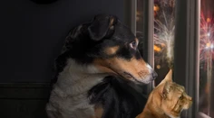 S veterinárom o zvieratách počas silvestrovskej noci. Upokojovaním im dávate vedieť, že sa niečo deje