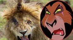 Scar z Levieho kráľa má svojho živého dvojníka. Našli ho v Keni