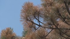 Ružomberok v poslednom čase zápasí s vysychaním borovíc, odborníci vidia vysvetlenie