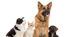 Niektoré mačky a psy sa na seba podobajú. Vedci prišli s vysvetlením