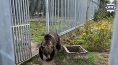 Muž choval na dvore medvedicu. Teraz mu hrozí väzenie
