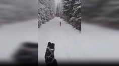 VIDEO: Nebezpečný moment v Tatrách. Rys sa priblížil na päť metrov a ukázal, kto je tu pánom