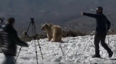 Vypúšťanie medveďov do divočiny sa vymklo spod kontroly. Zvieratá zaútočili na dav ľudí