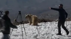 Vypúšťanie medveďov do divočiny sa vymklo spod kontroly. Zvieratá zaútočili na dav ľudí
