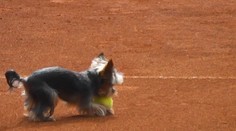 Cibulkovej "chalani" kradnú loptičky z kurtu