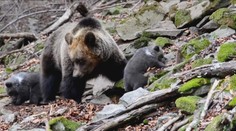 Na tatranské medvede sa poľovať nebude. Nový šéf envirorezortu ich chce aj naďalej chrániť