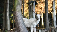 VIDEO: Veľká rarita neďaleko slovenských hraníc. V lese spozorovali zviera opradené legendami